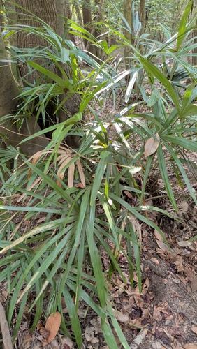 Rhapidophyllum hystrix
