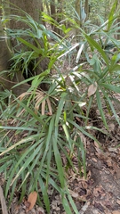 Rhapidophyllum hystrix