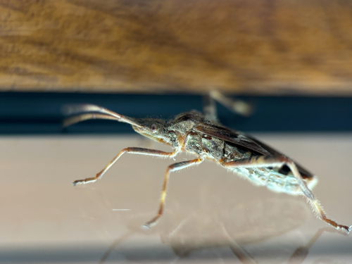 Western Conifer Seed Bug