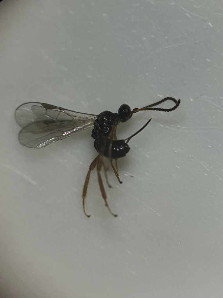 Blacus humilis