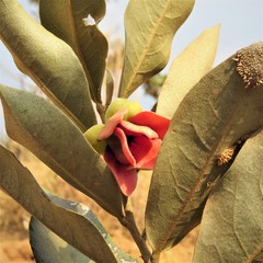 Duguetia furfuracea
