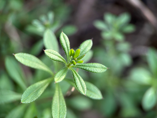 catchweed bedstraw