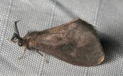 Cryptothelea gloverii