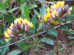 Anthyllis vulneraria