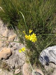 Moraea ochroleuca