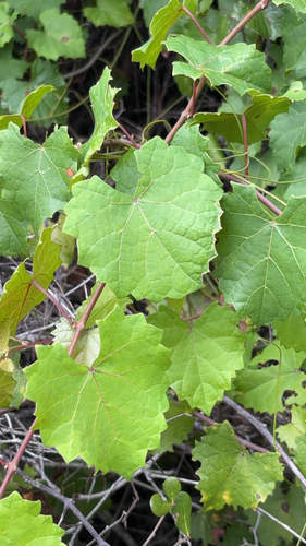 muscadine