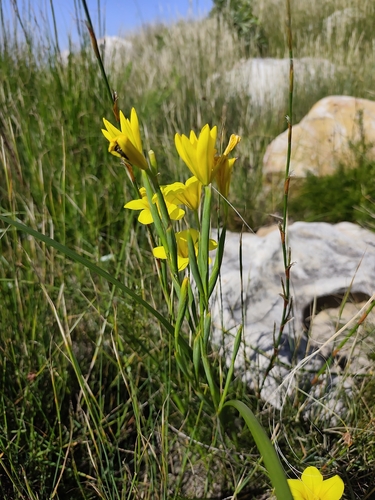 Moraea ochroleuca, photograph 2