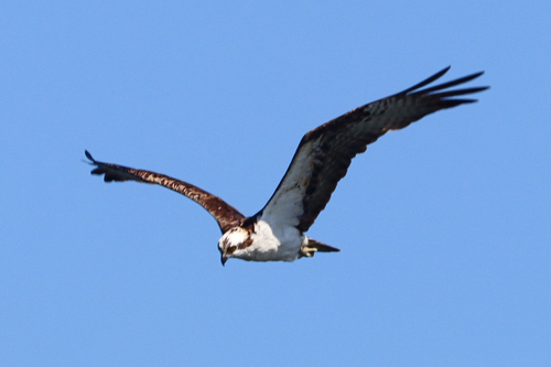 Osprey