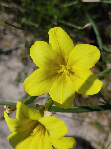 Moraea ochroleuca, photograph 3