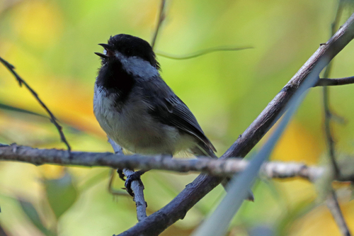 Black-capped Chickadee