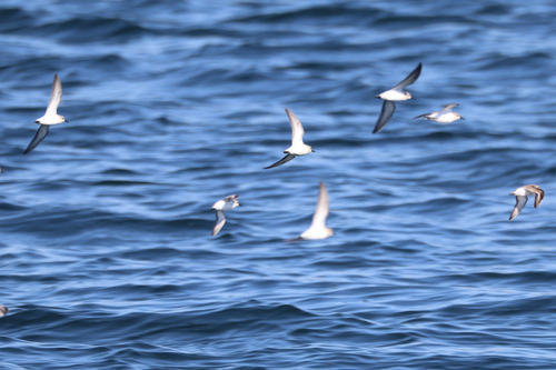 Western Sandpiper