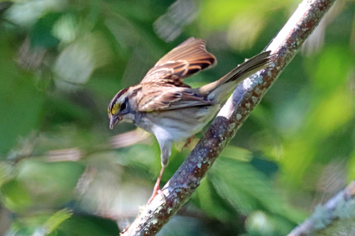 White-throated Sparrow