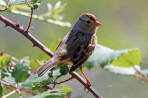 White-crowned Sparrow