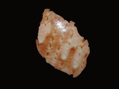 Phasianella ventricosa image