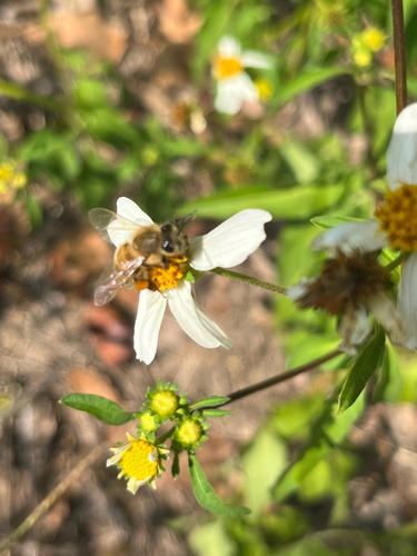 Western Honey Bee