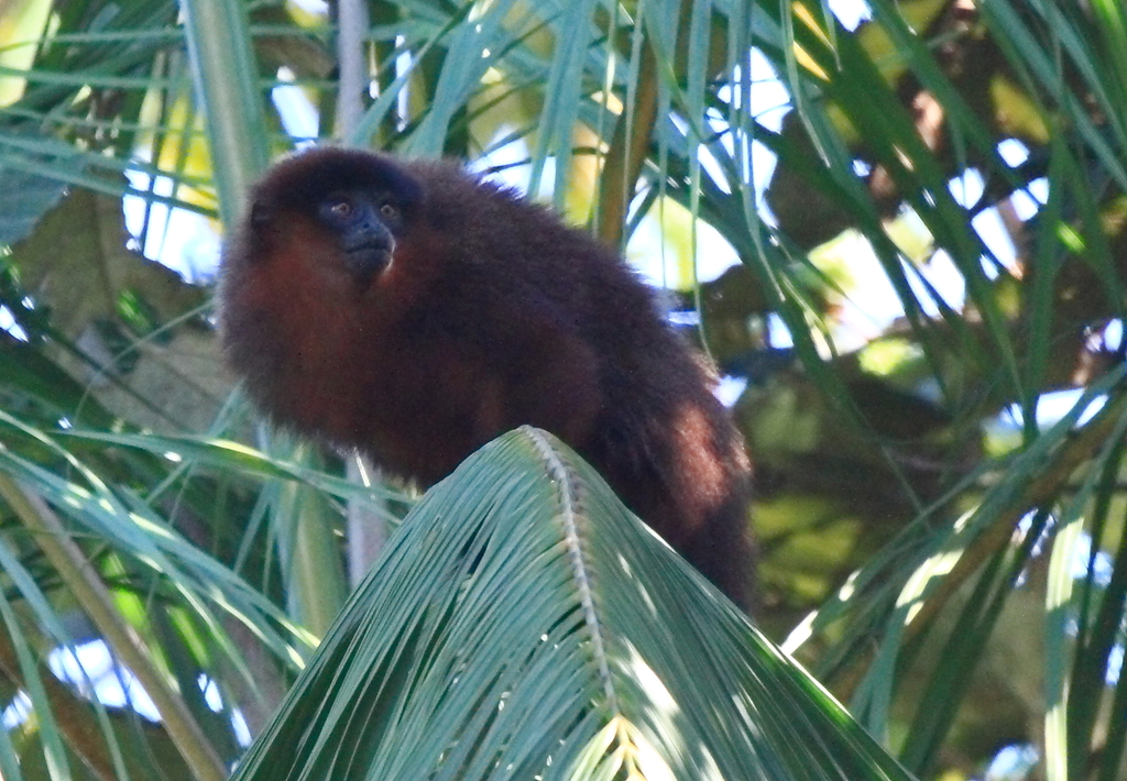 Stephen Nash’s Titi Monkey