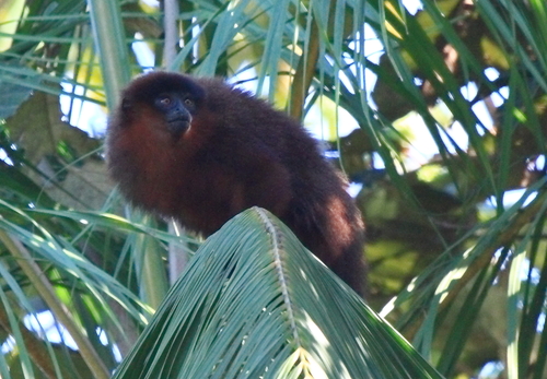 Nash's Titi (Plecturocebus stephennashi) — Data Deficient Mammalia