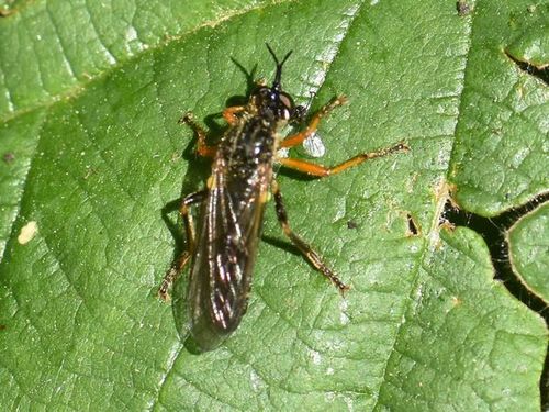 common red-legged robberfly, Groesbeek, Nederland, photo 7 of 10