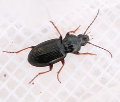 Pterostichus strenuus