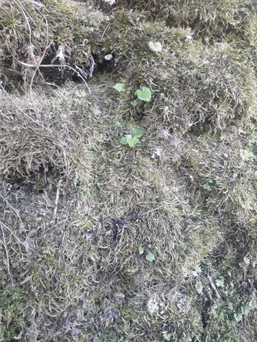 Catagonium nitens observed 2026-09-19
