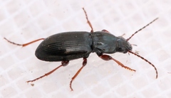 Pterostichus strenuus