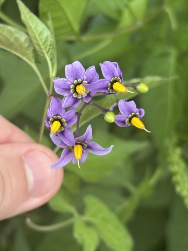 bittersweet nightshade