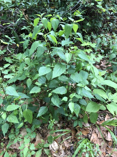 Ageratina jucunda image