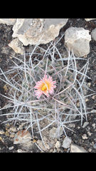 Thelocactus rinconensis nidulans