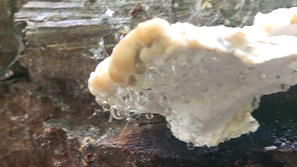 green cheese polypore · September 2026 · photo: Photo: no rights reserved · iNaturalist