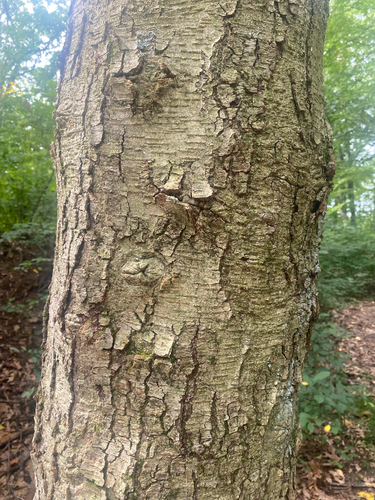 Betula lenta, photograph 3
