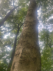 author not stated, no rights reserved Betula lenta, photograph author not stated, no rights reserved