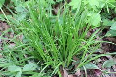 Carex hirtifolia