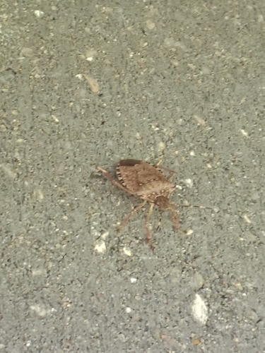 Brown Marmorated Stink Bug