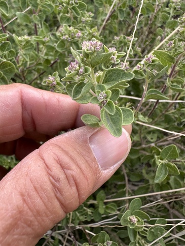Wright's Snakeroot