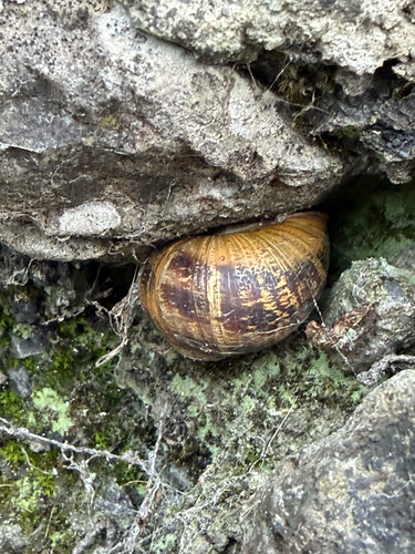 Garden Snail