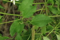 Clematis terniflora mandshurica