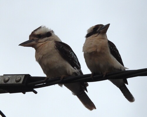 Laughing Kookaburra