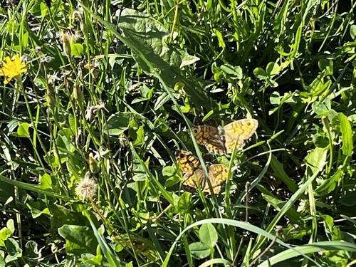 Wall Brown