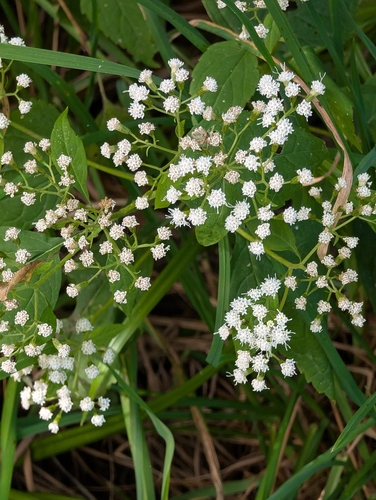 white snakeroot