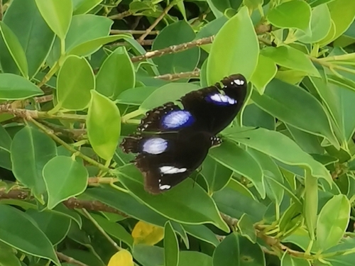 Great Eggfly