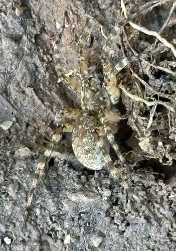 Shoreline Wolf Spider