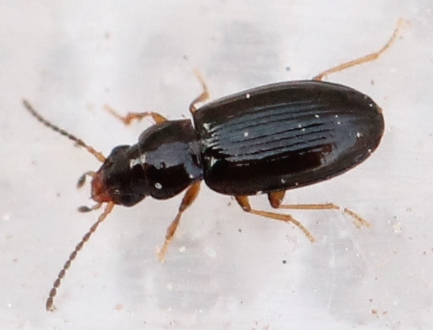 Elaphropus parvulus