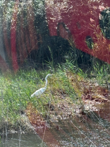 Great Egret