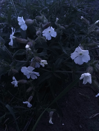 white campion