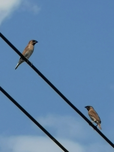 Scaly-breasted Munia