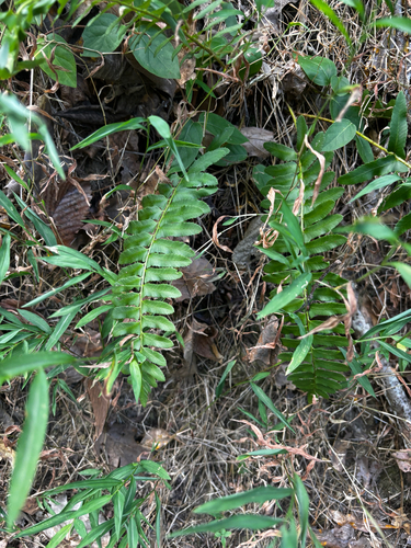 Christmas fern