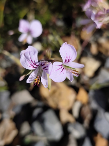 Pelargonium myrrhifolium, photograph 6