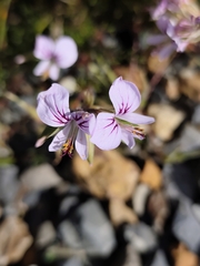 Pelargonium myrrhifolium, photograph (c) Jeanette Clarke, some rights reserved (CC BY-SA)