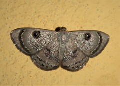 Argyrotome melae