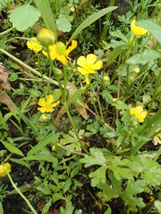 Ranunculus flabellaris